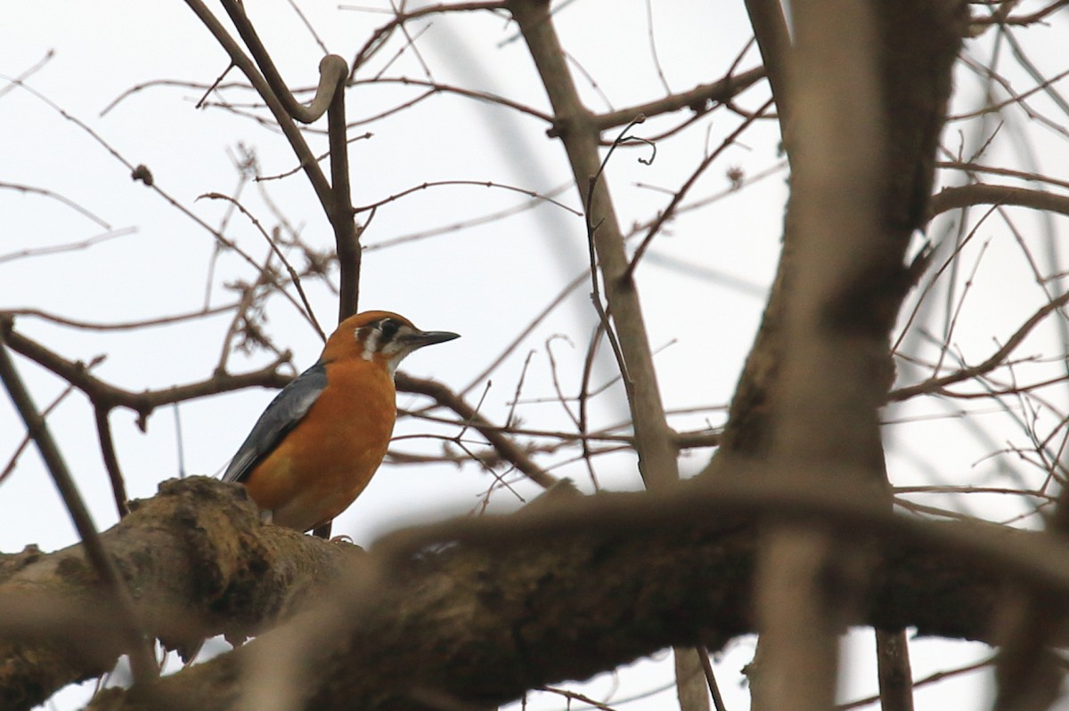 Orange-headed Thrush - ML620476249