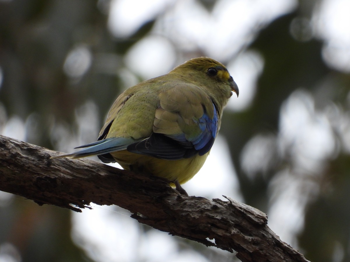 Blue-winged Parrot - ML620476250