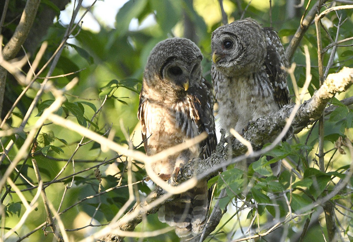 Barred Owl - ML620476252