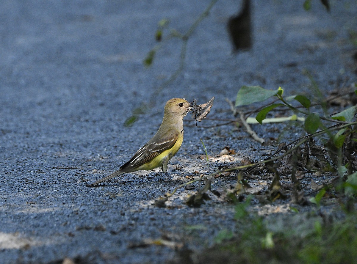 Great Crested Flycatcher - ML620476253