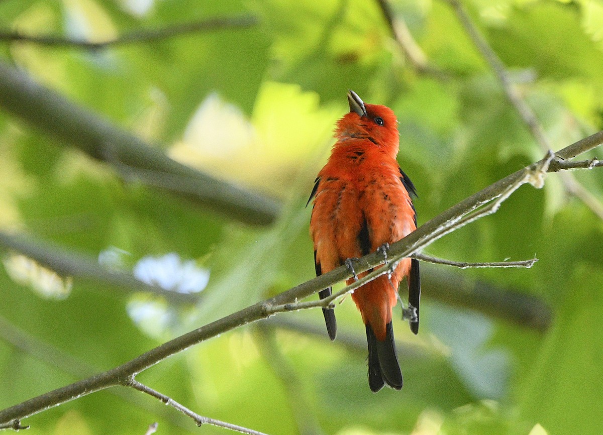 Scarlet Tanager - ML620476255