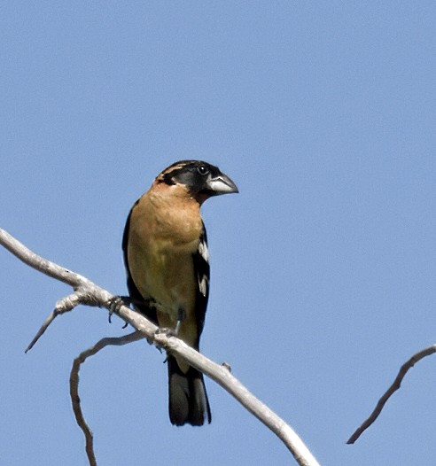 Black-headed Grosbeak - ML620476256