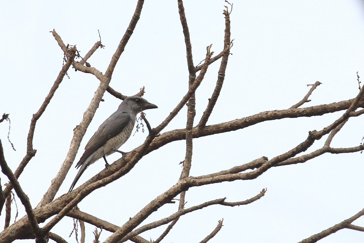 Large Cuckooshrike - ML620476257