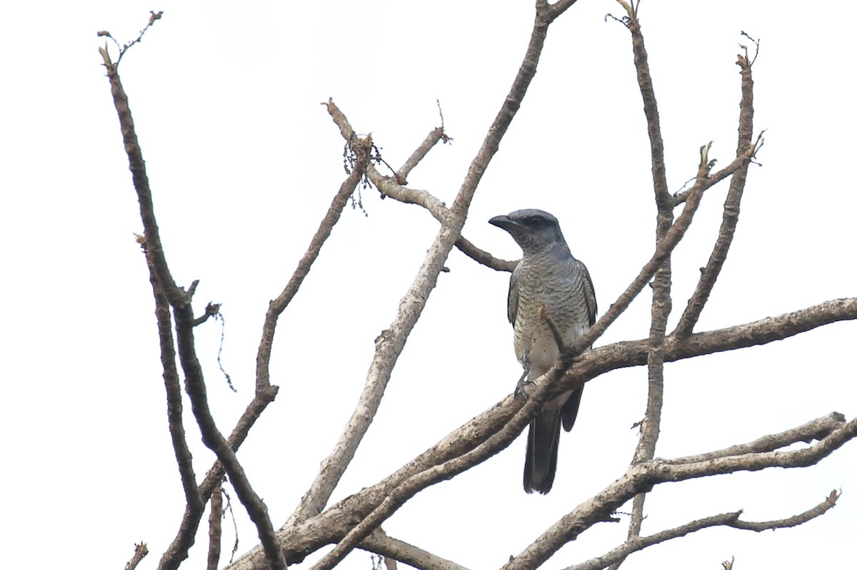 Large Cuckooshrike - ML620476258