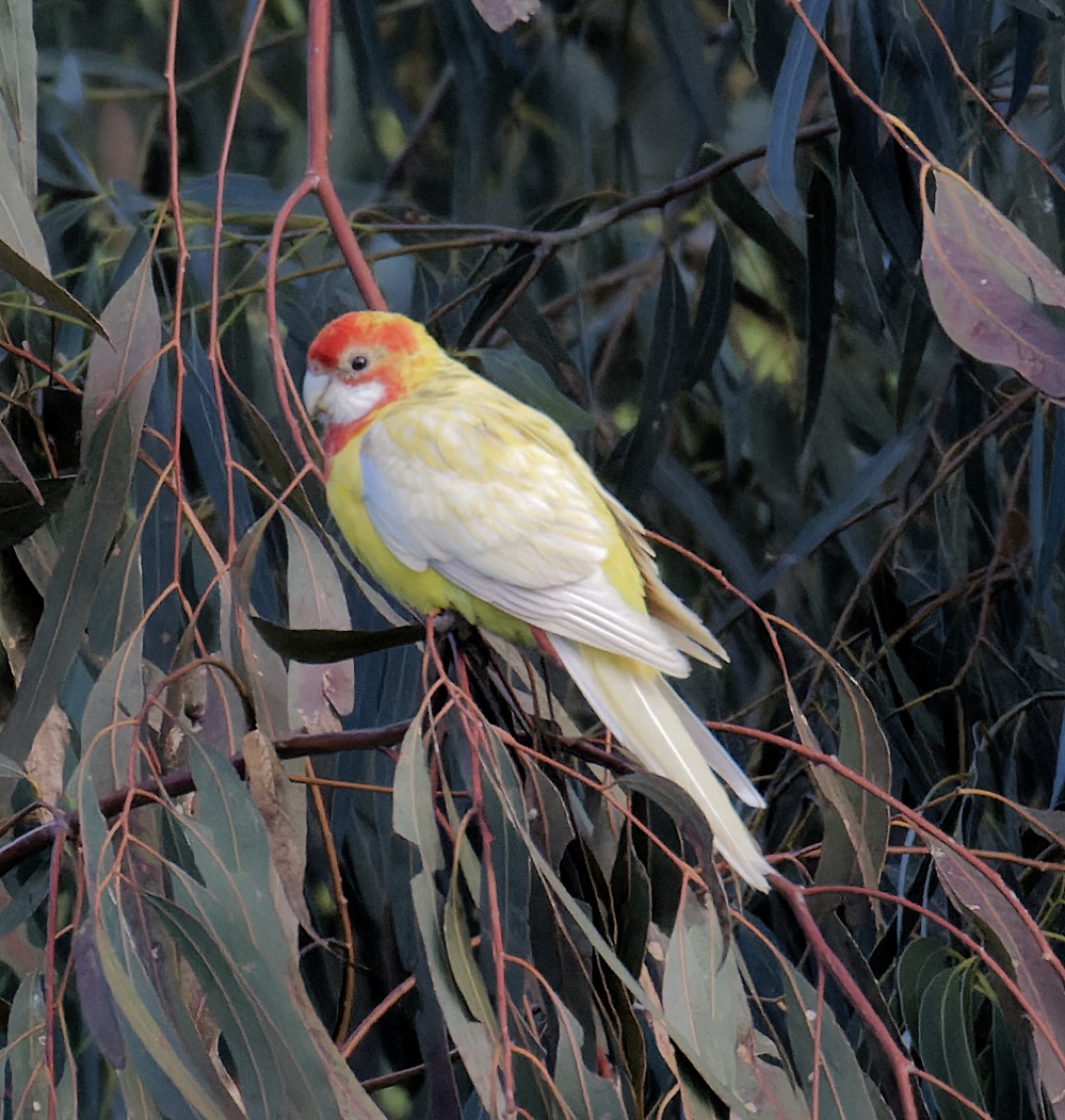 Eastern Rosella - ML620476260