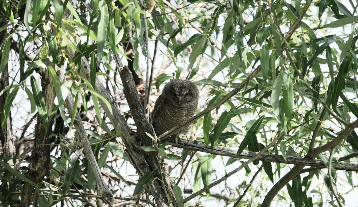 Western Screech-Owl - ML620476262