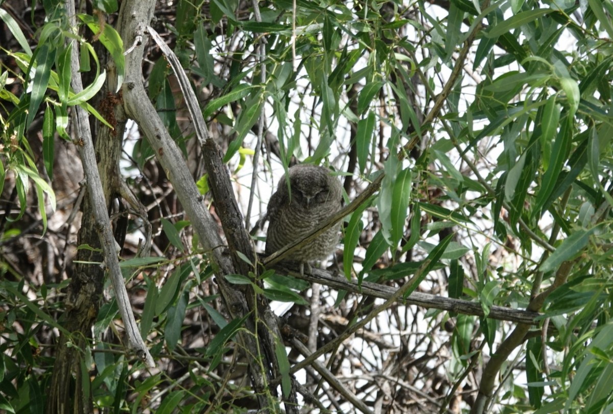 Western Screech-Owl - ML620476267