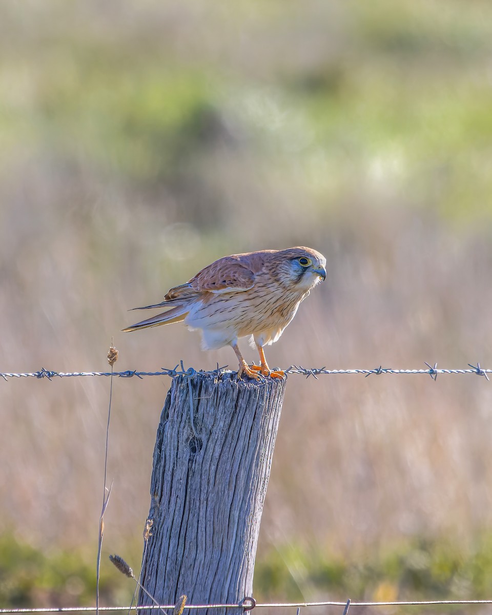 Nankeen Kestrel - ML620476274