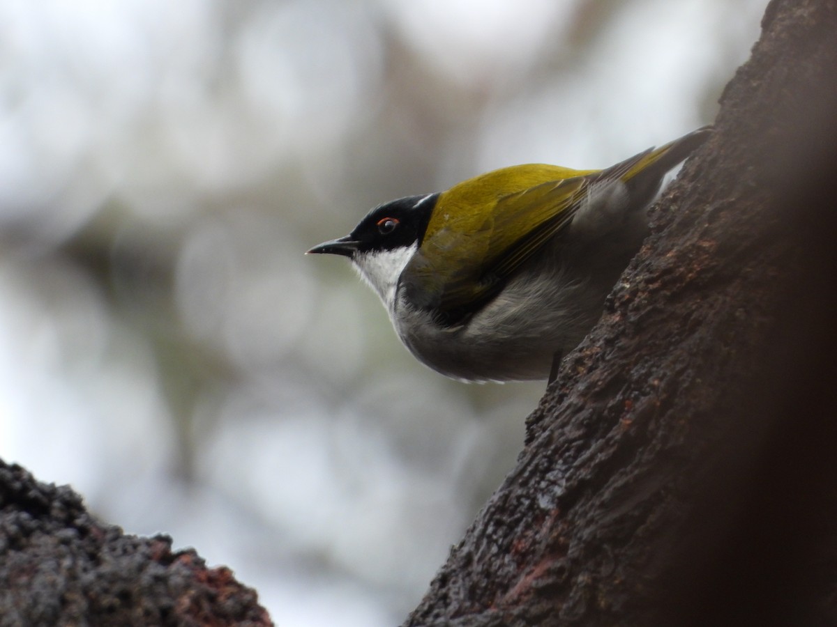 White-naped Honeyeater - ML620476276