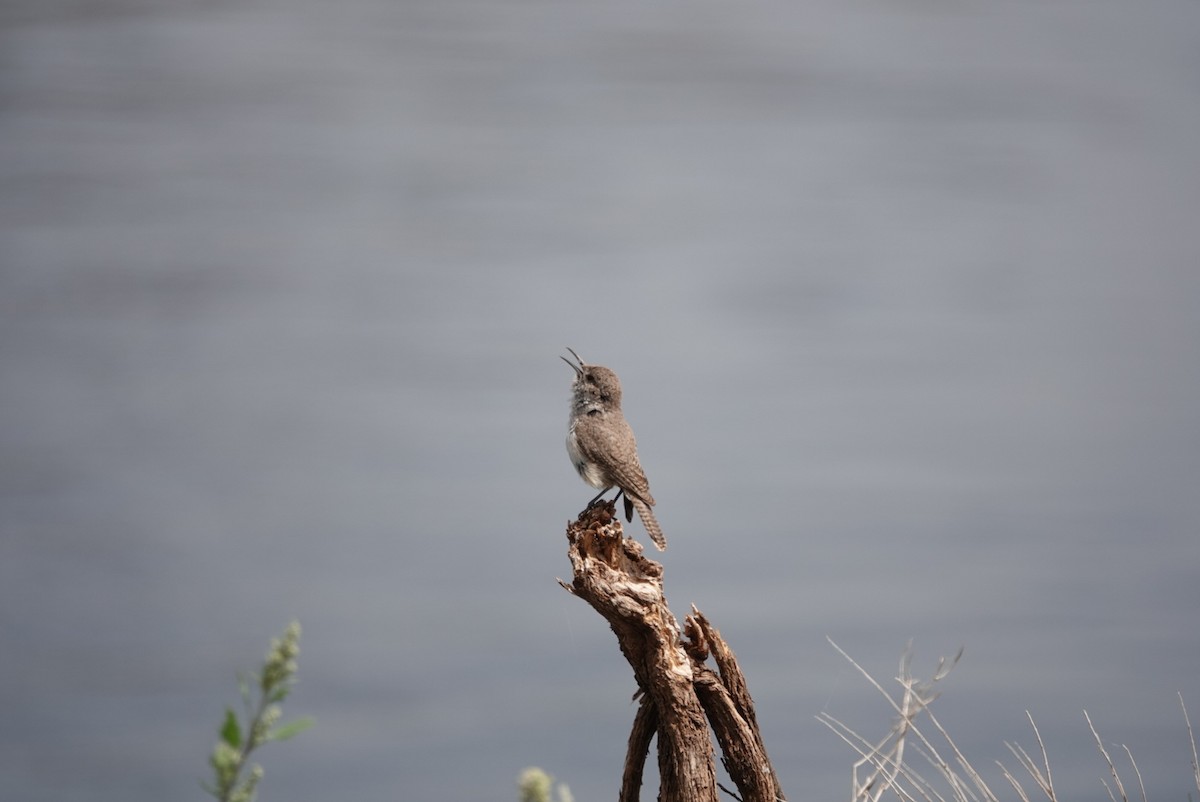 Rock Wren - ML620476278