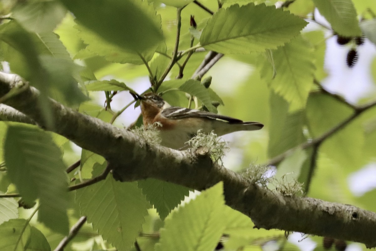 Bay-breasted Warbler - ML620476279
