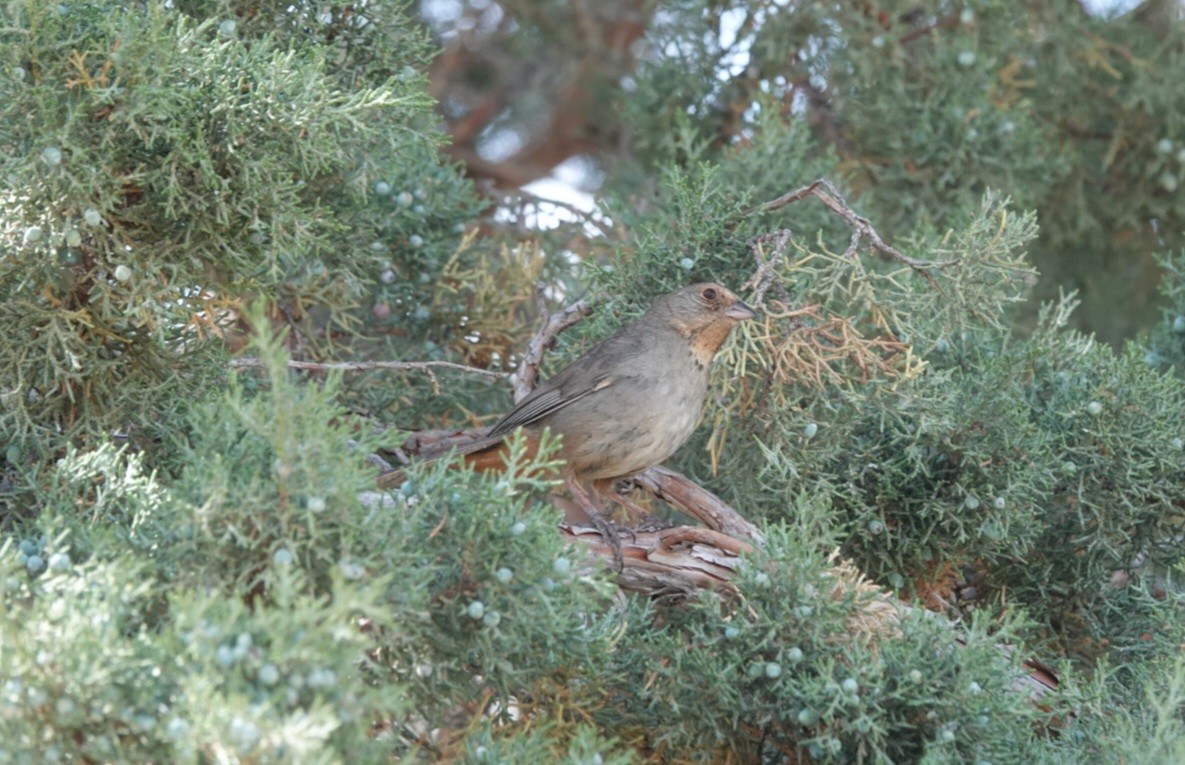 California Towhee - ML620476280