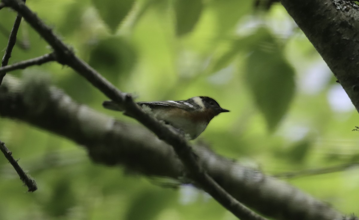 Bay-breasted Warbler - ML620476281