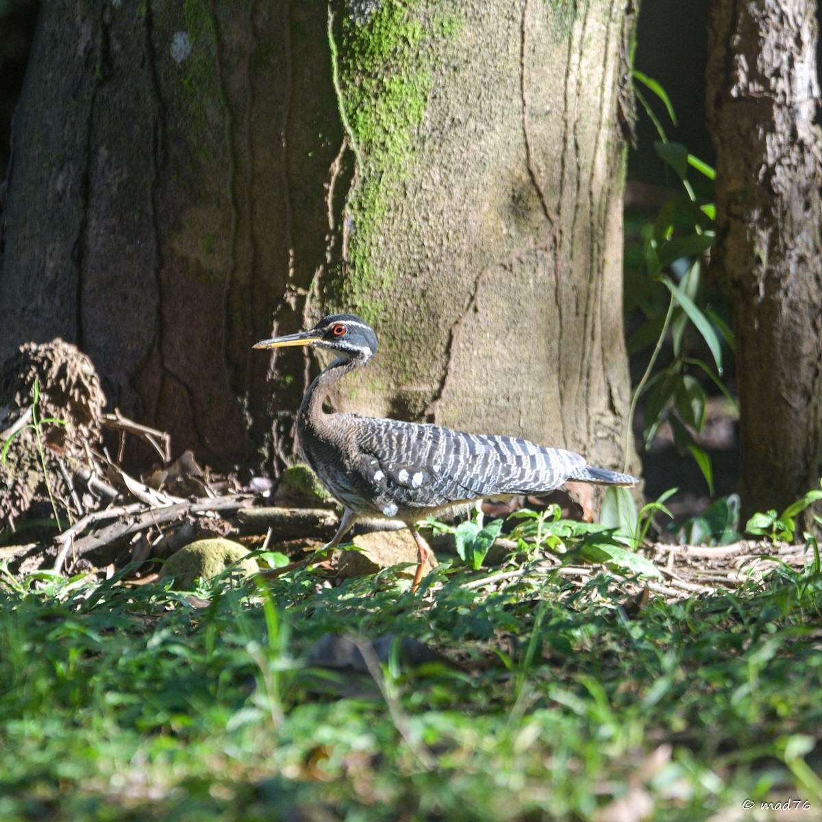 Sunbittern - ML620476282