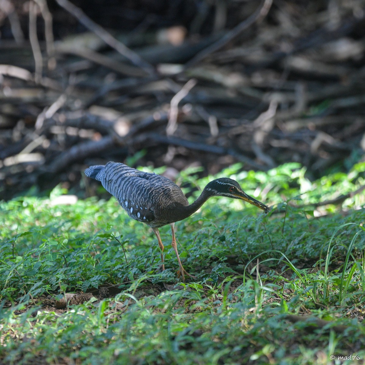 Sunbittern - ML620476283