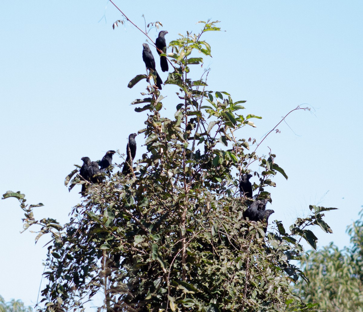 Smooth-billed Ani - ML620476286