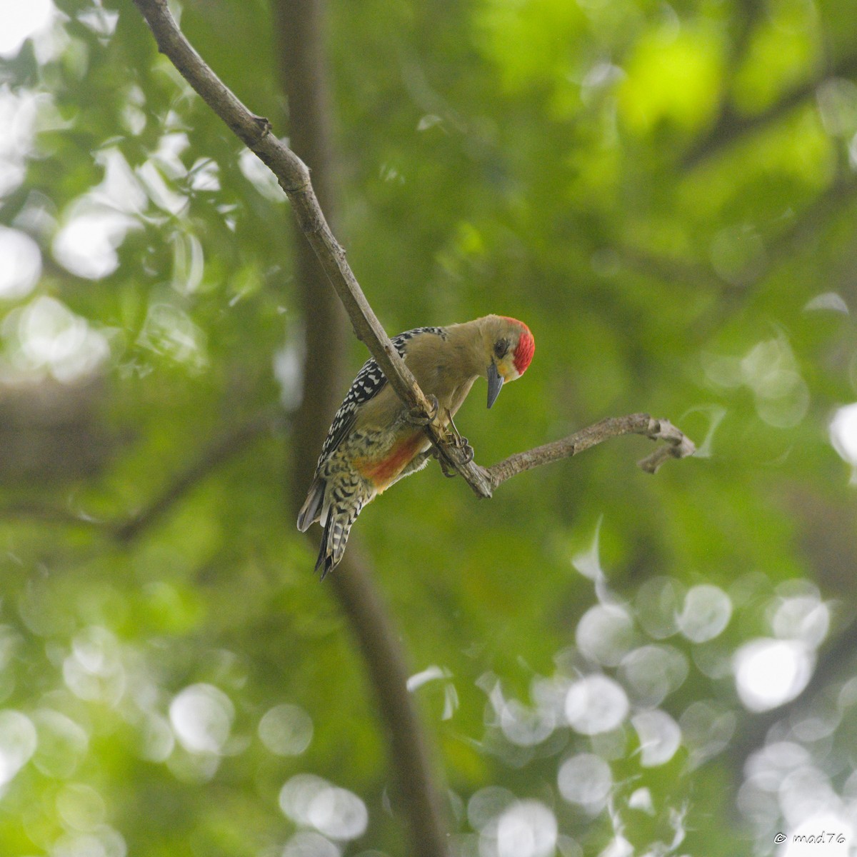 Red-crowned Woodpecker - ML620476287