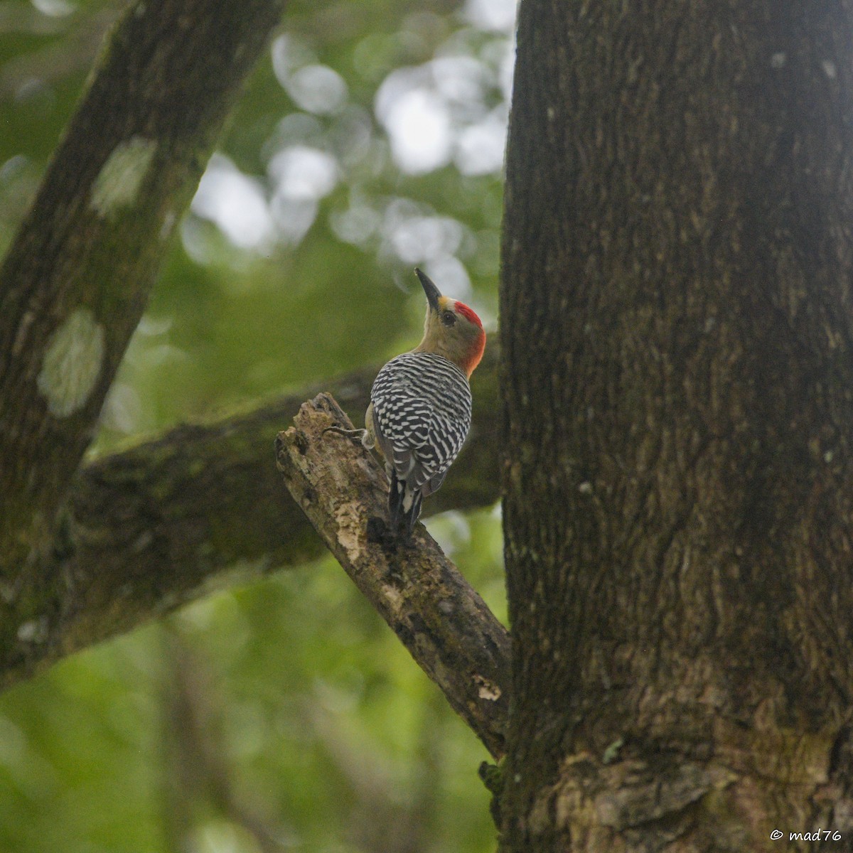 Red-crowned Woodpecker - ML620476288