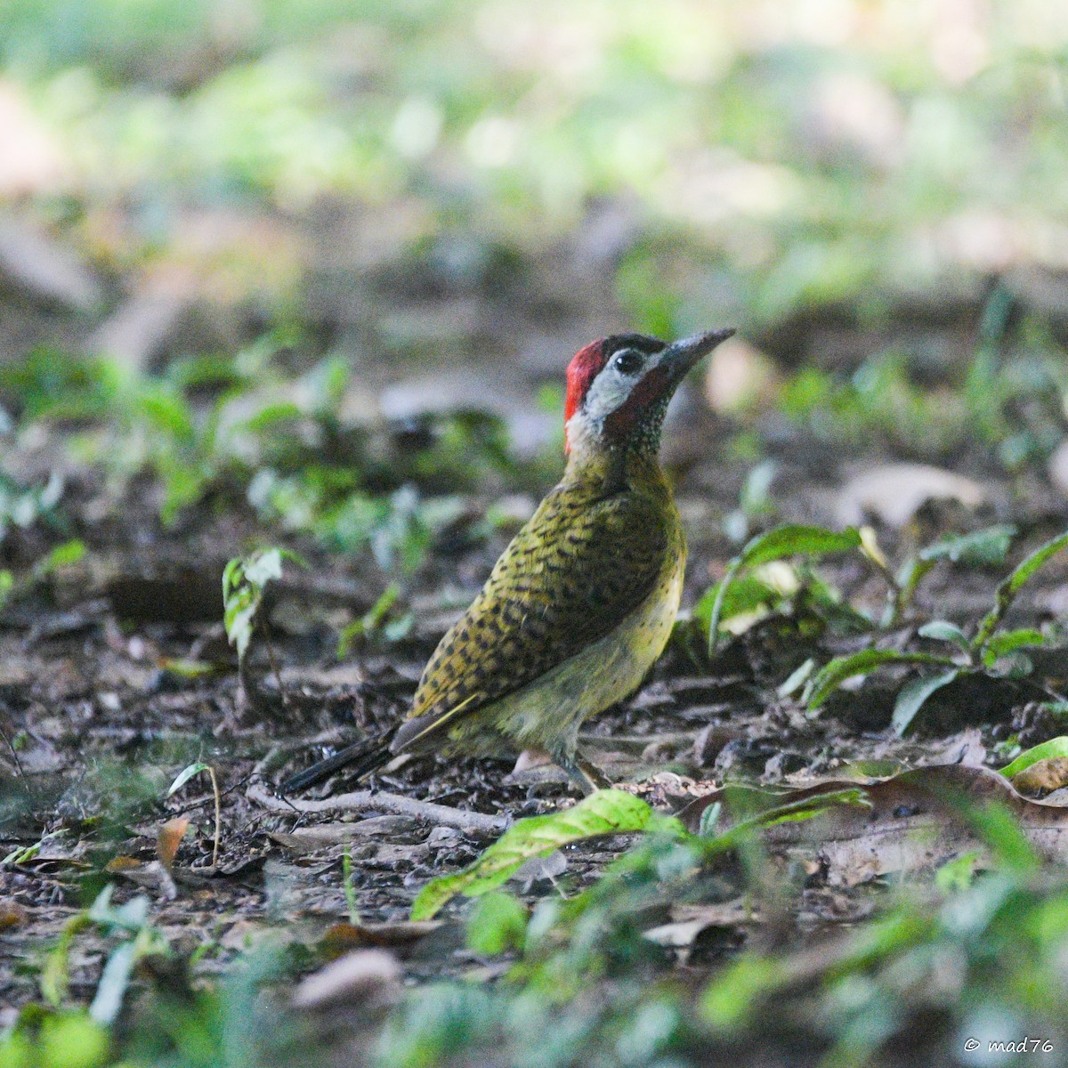 Spot-breasted Woodpecker - ML620476294