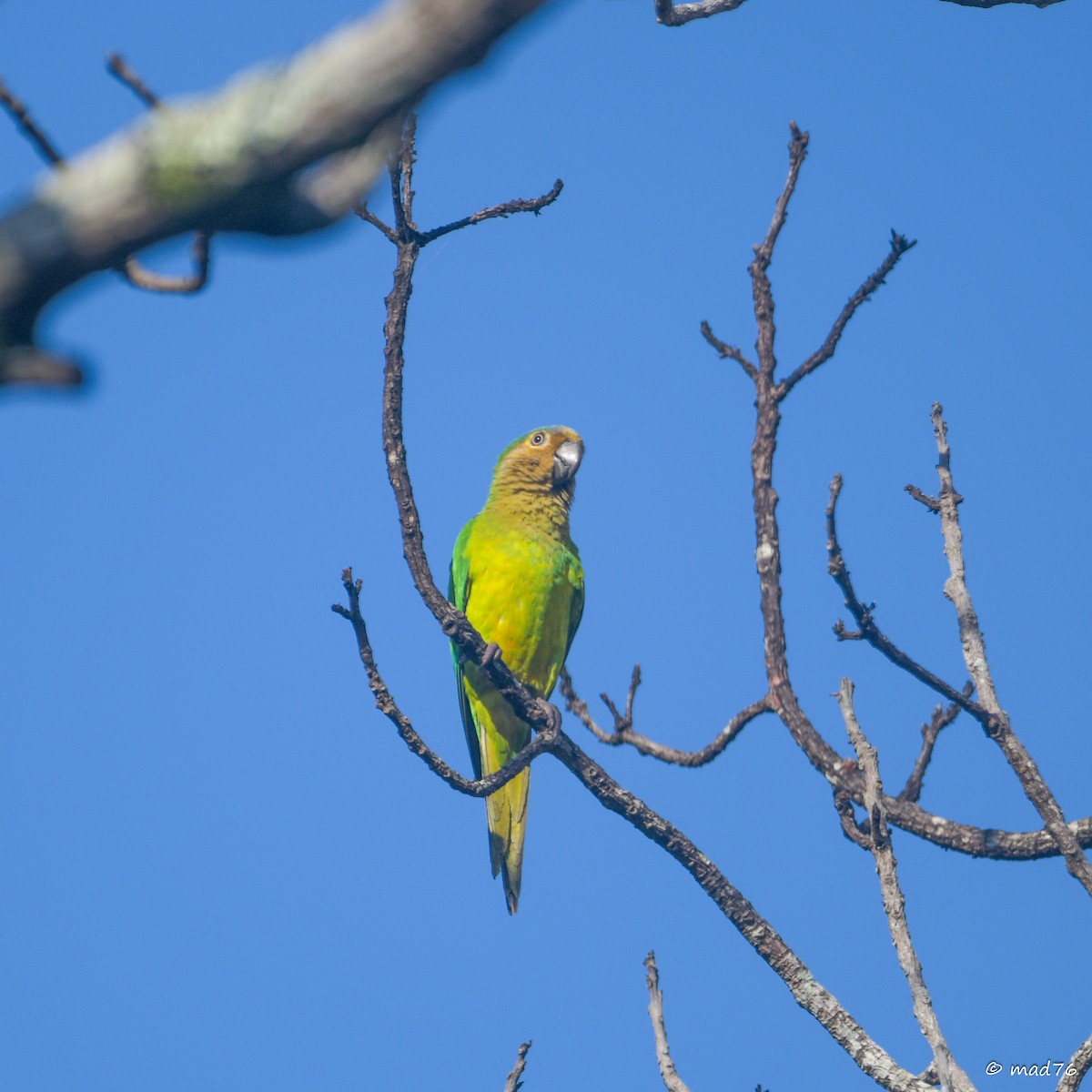 Aratinga Pertinaz - ML620476298