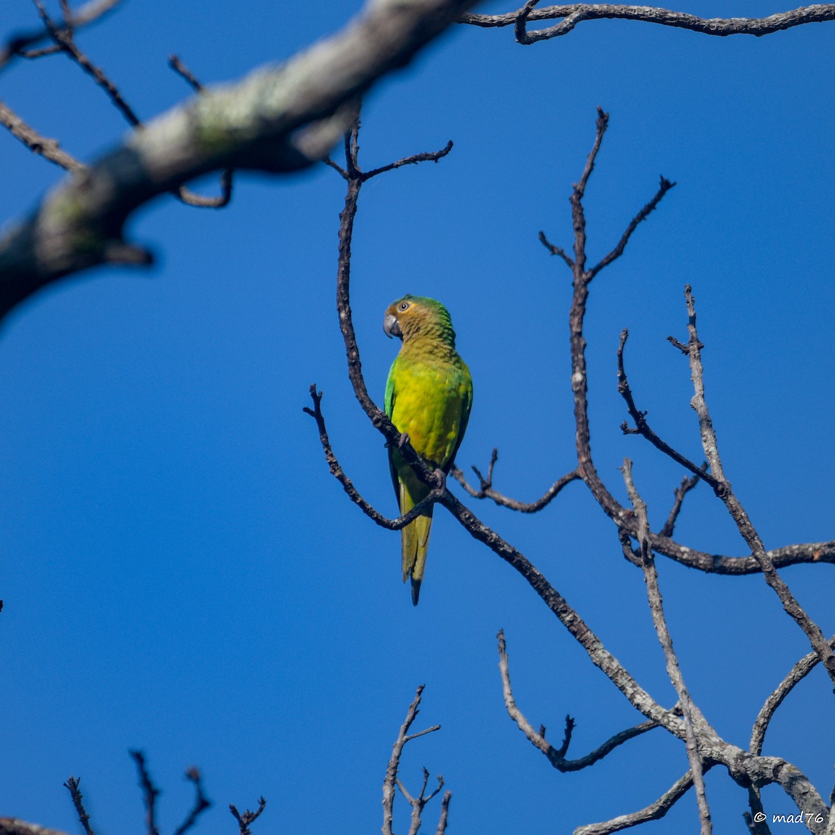 Aratinga Pertinaz - ML620476299