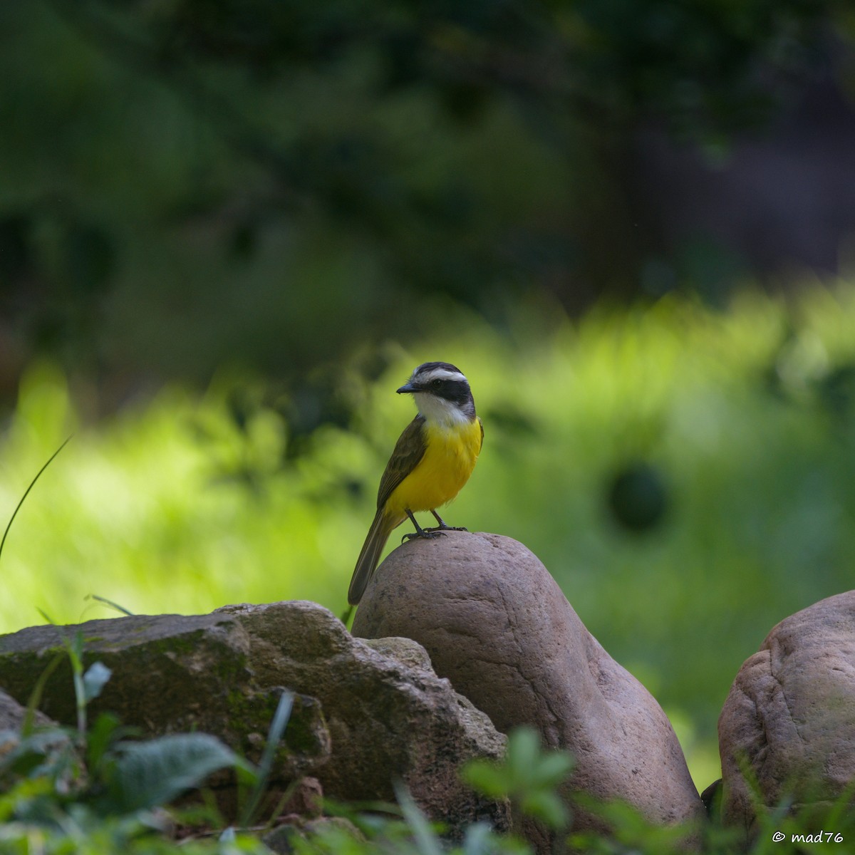 White-bearded Flycatcher - ML620476301