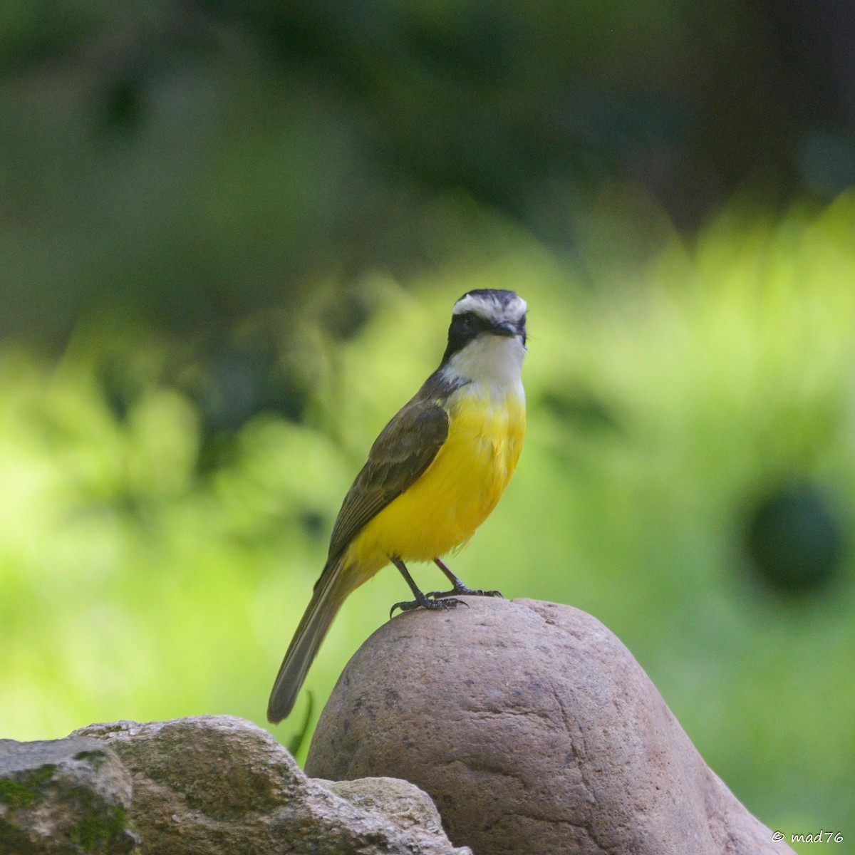 White-bearded Flycatcher - ML620476302