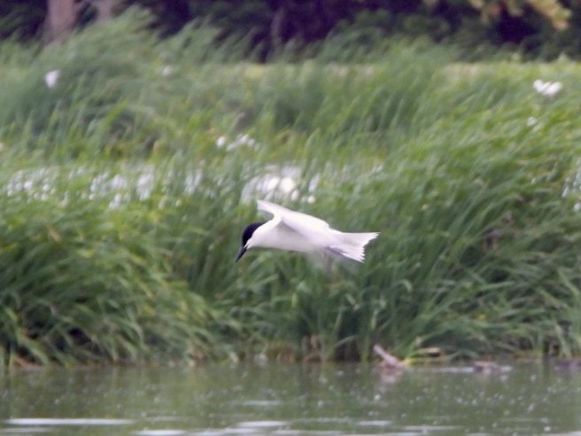 Gull-billed Tern - ML620476303