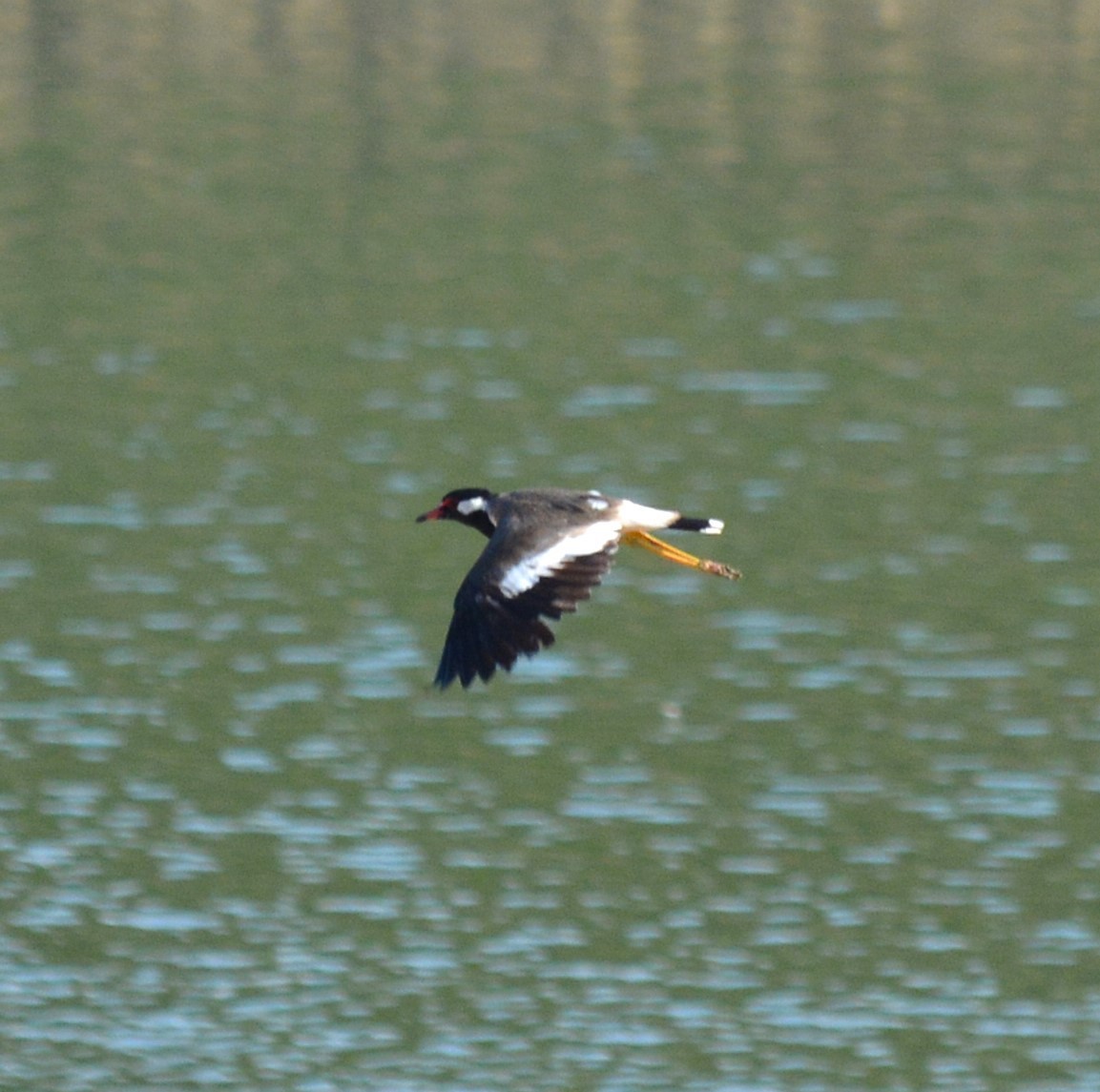 Red-wattled Lapwing - ML620476308