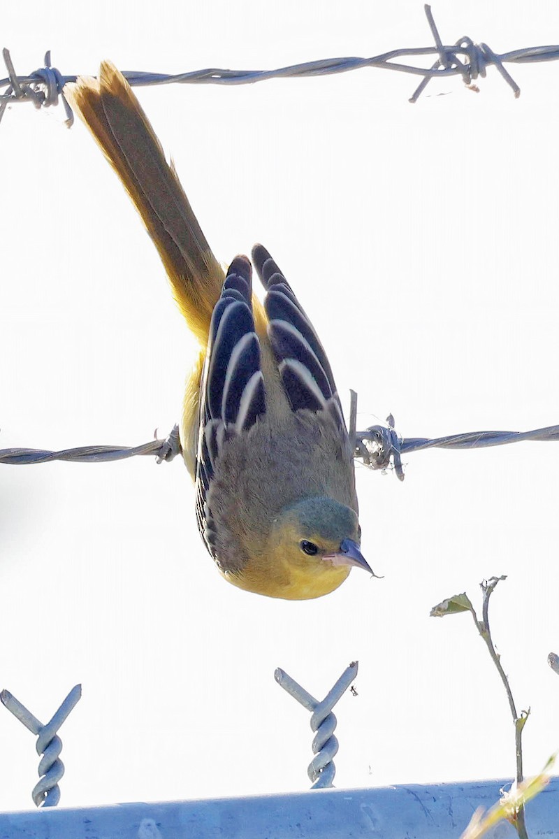 Hooded Oriole - ML620476309