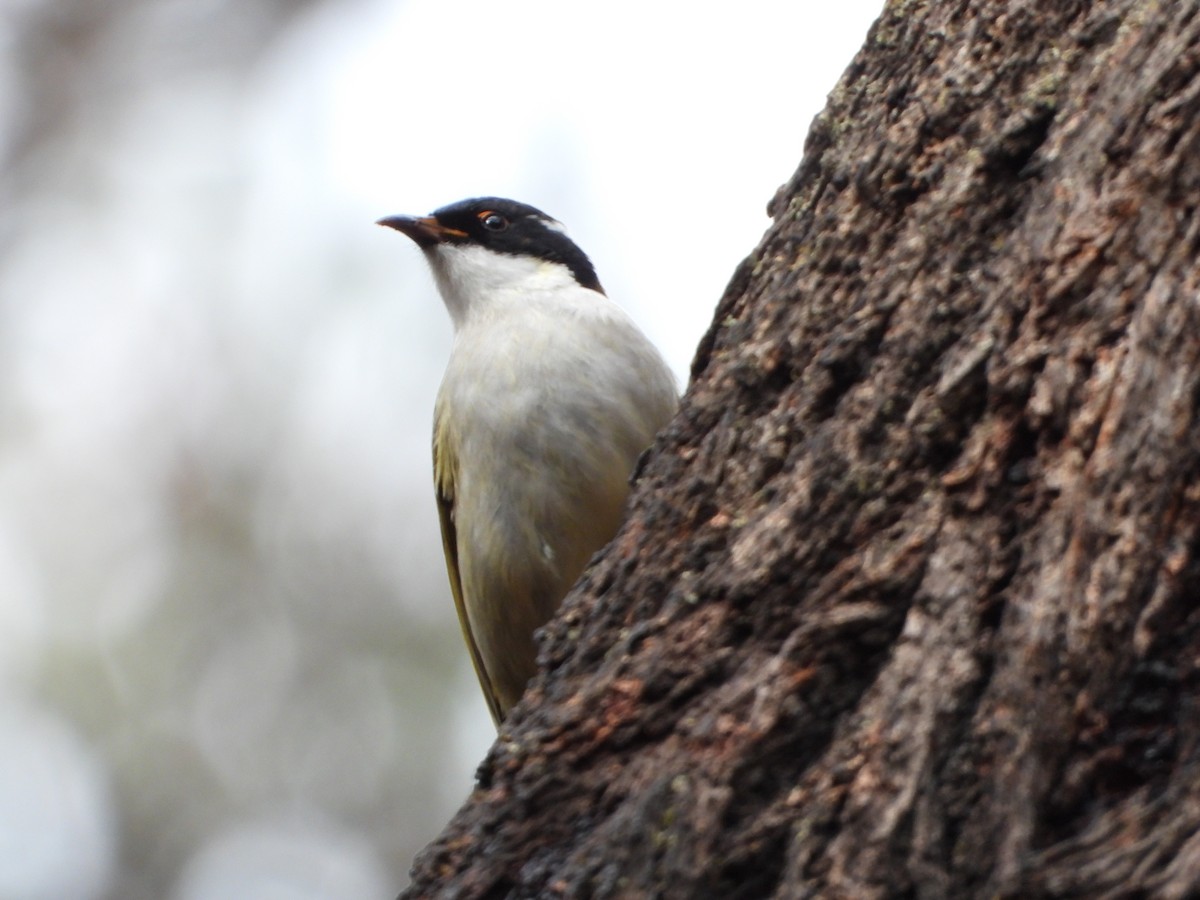 White-naped Honeyeater - ML620476312