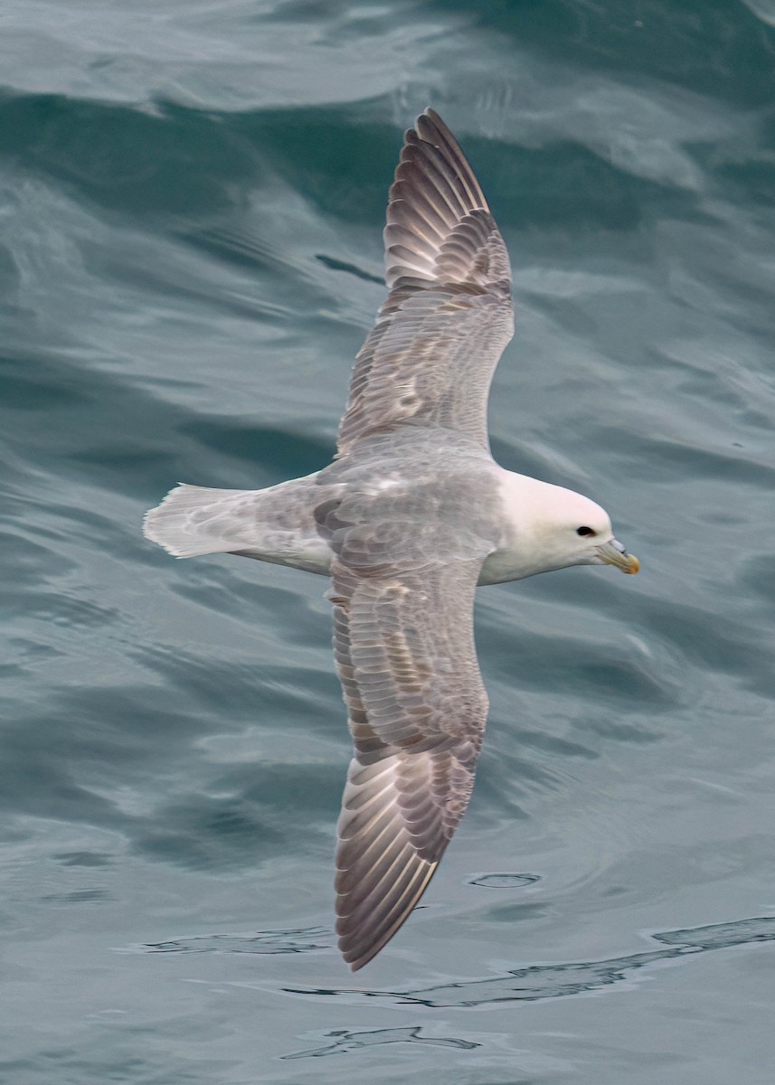 Northern Fulmar - Courtney Rella