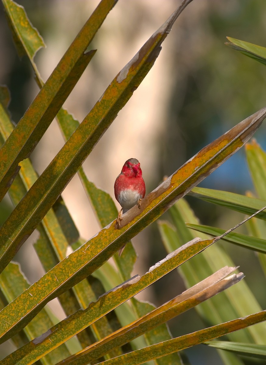 Crimson Finch (White-bellied) - ML620476317