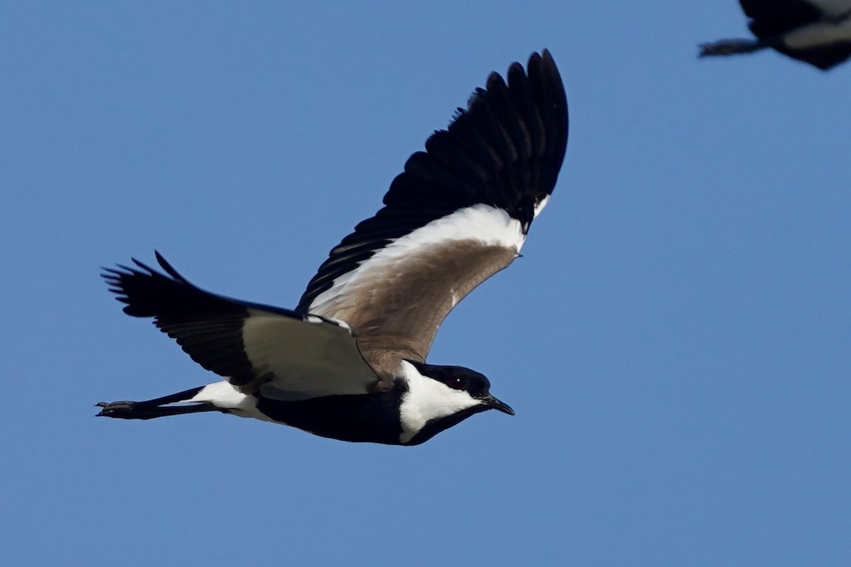 Spur-winged Lapwing - ML620476319