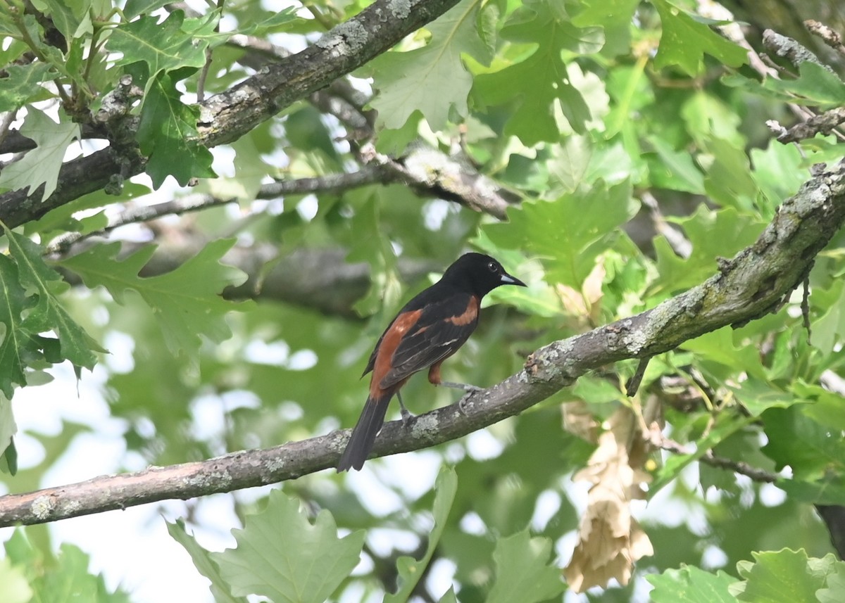 Orchard Oriole - ML620476322