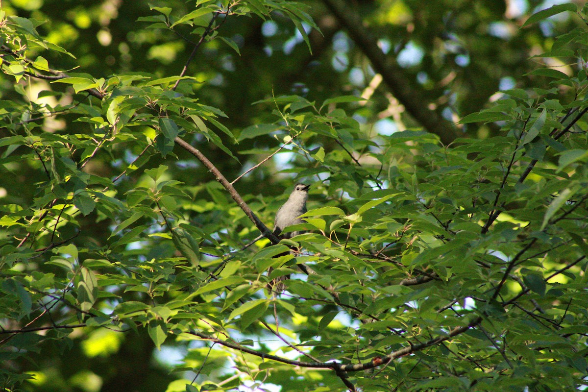 Gray Catbird - ML620476323