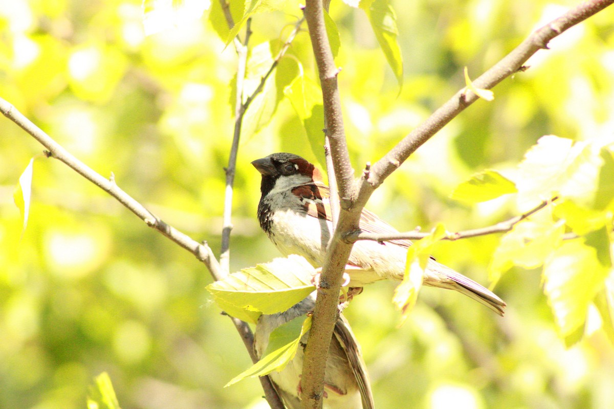 Moineau domestique - ML620476328