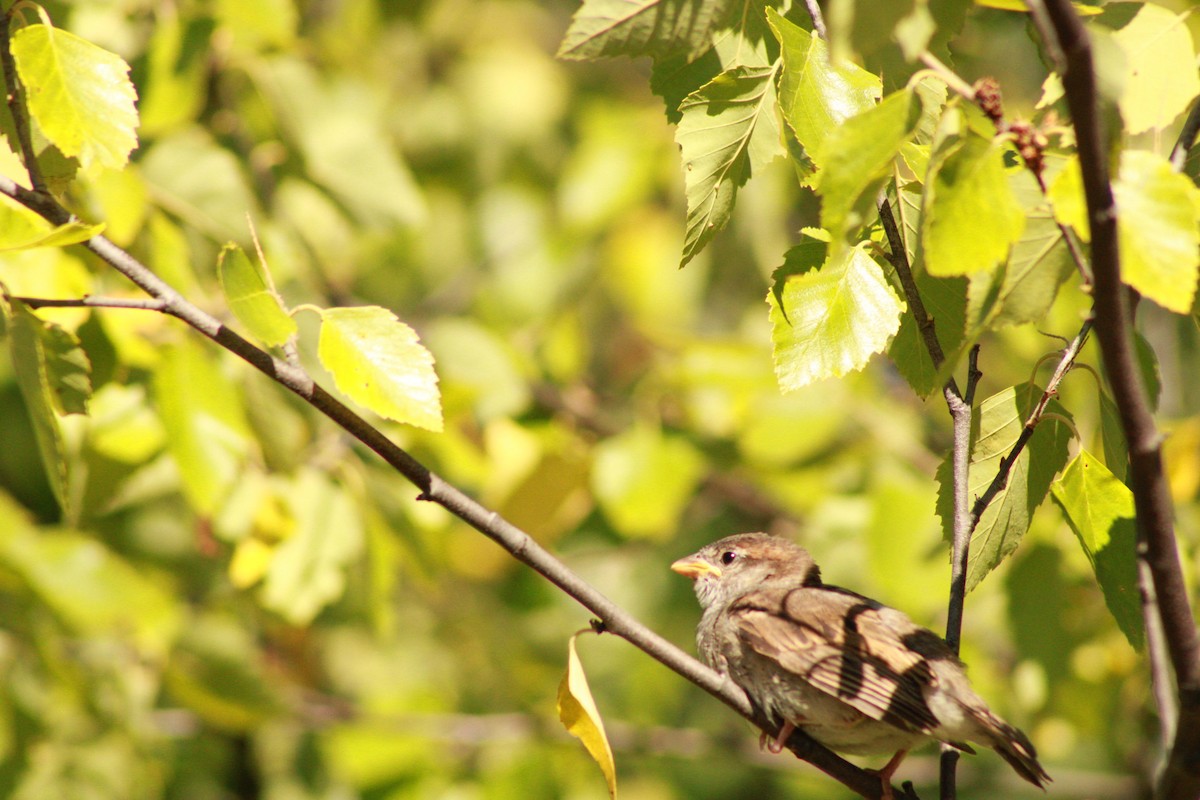 Moineau domestique - ML620476329