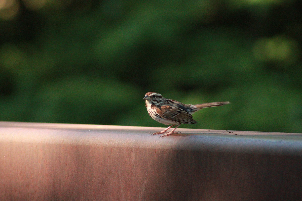 Song Sparrow - ML620476333