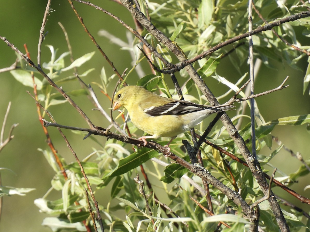 American Goldfinch - Anita M Granger