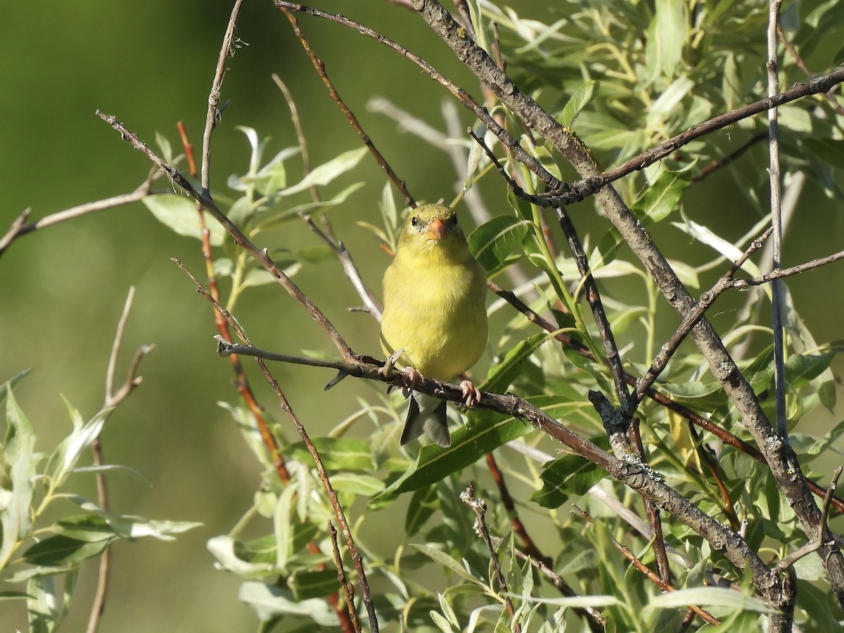 American Goldfinch - ML620476337