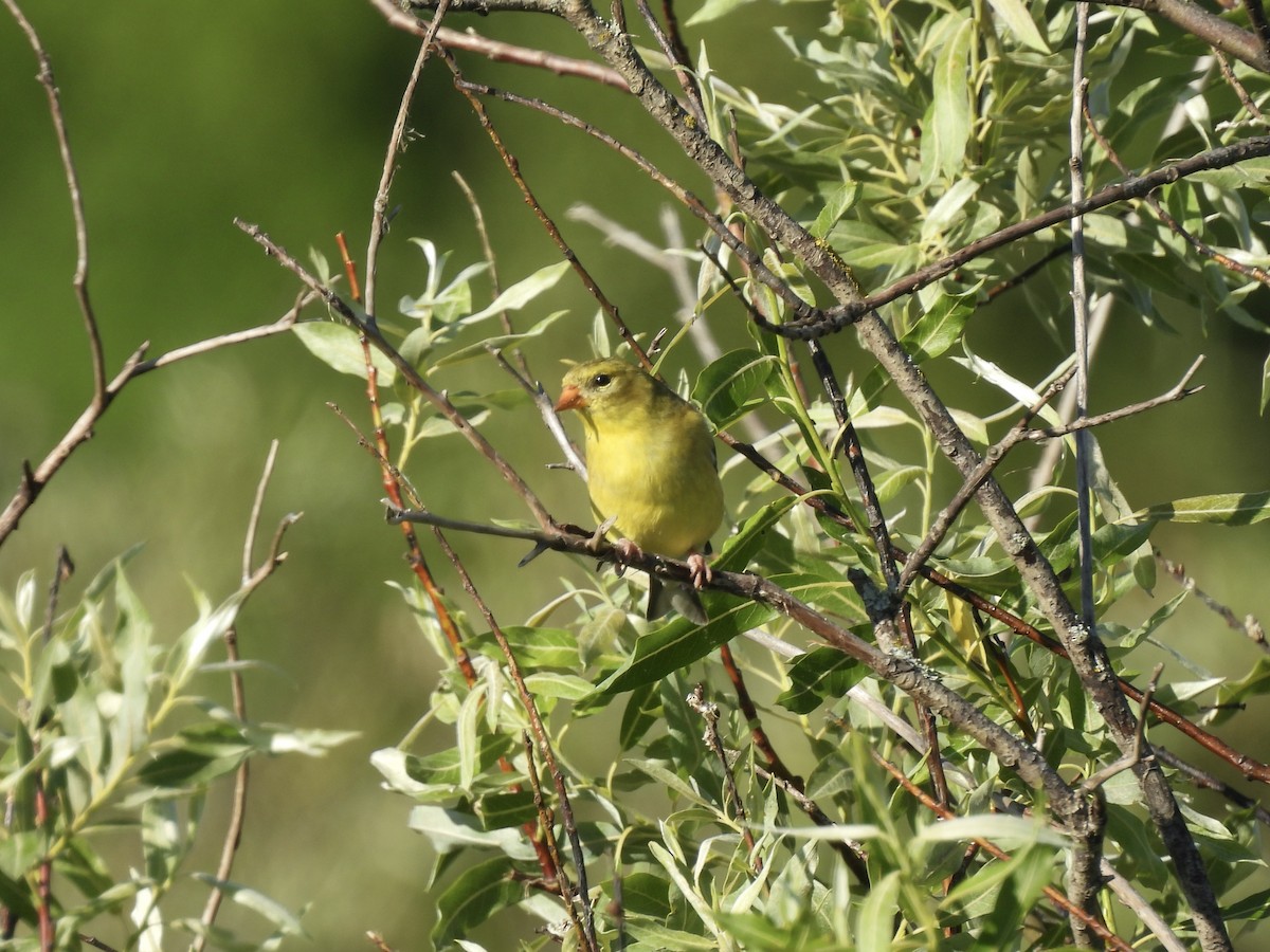 American Goldfinch - ML620476338