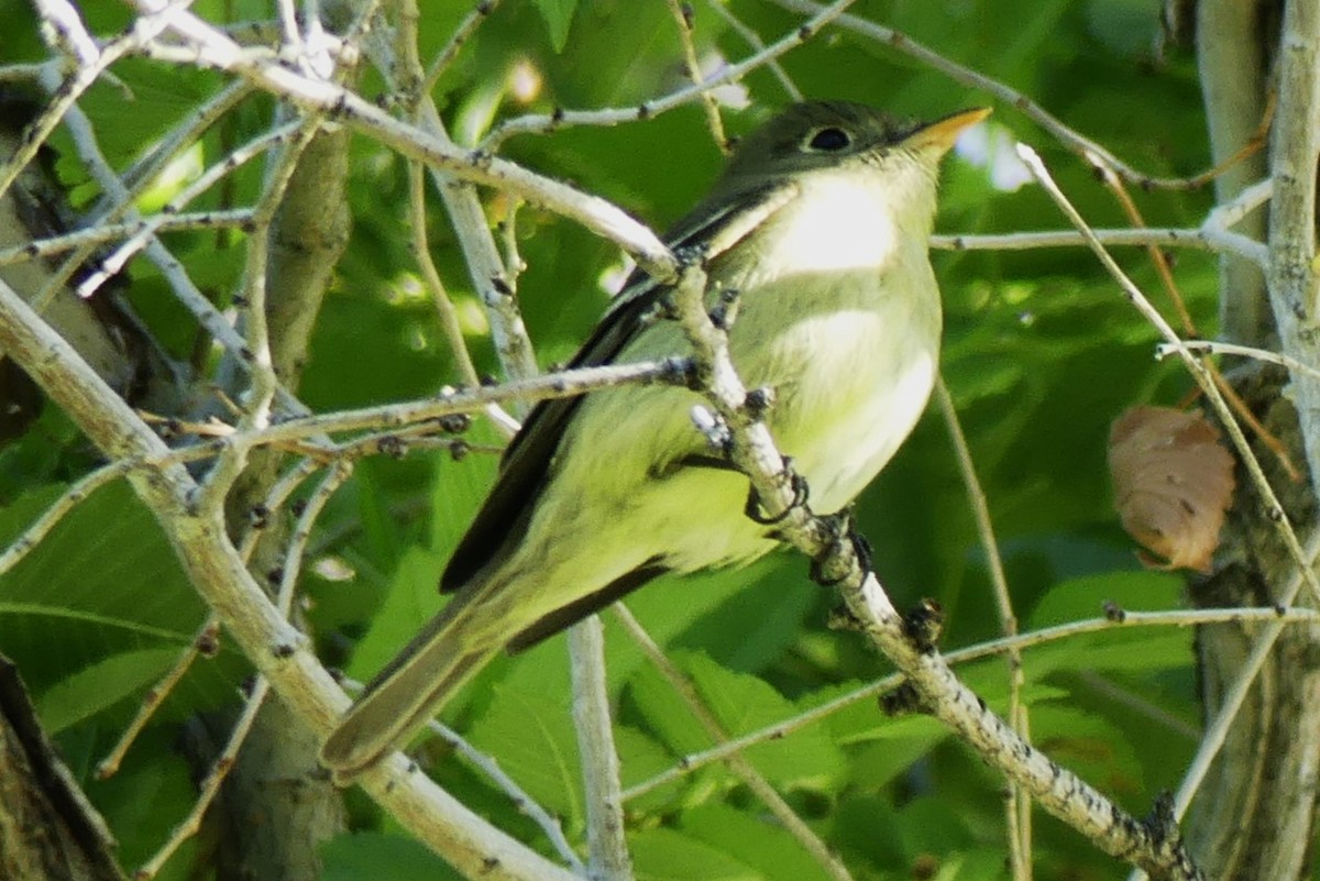 Mosquero sp. (Empidonax sp.) - ML620476345