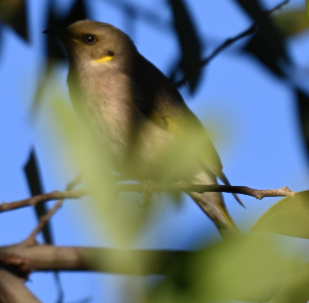 Fuscous Honeyeater - ML620476346