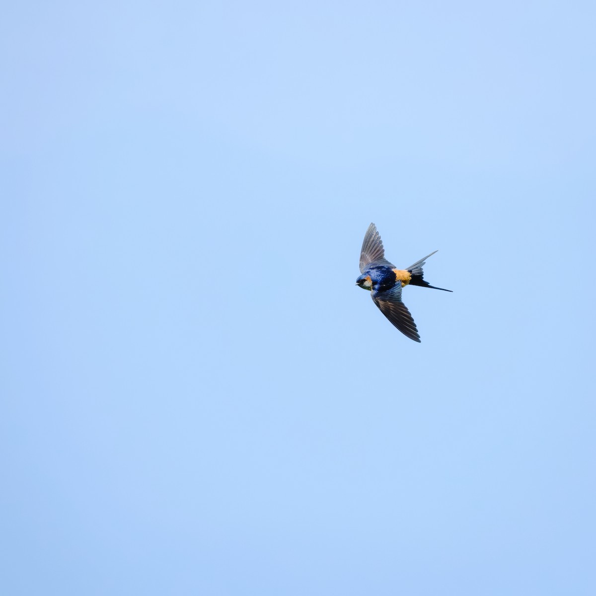 Barn Swallow - ML620476352