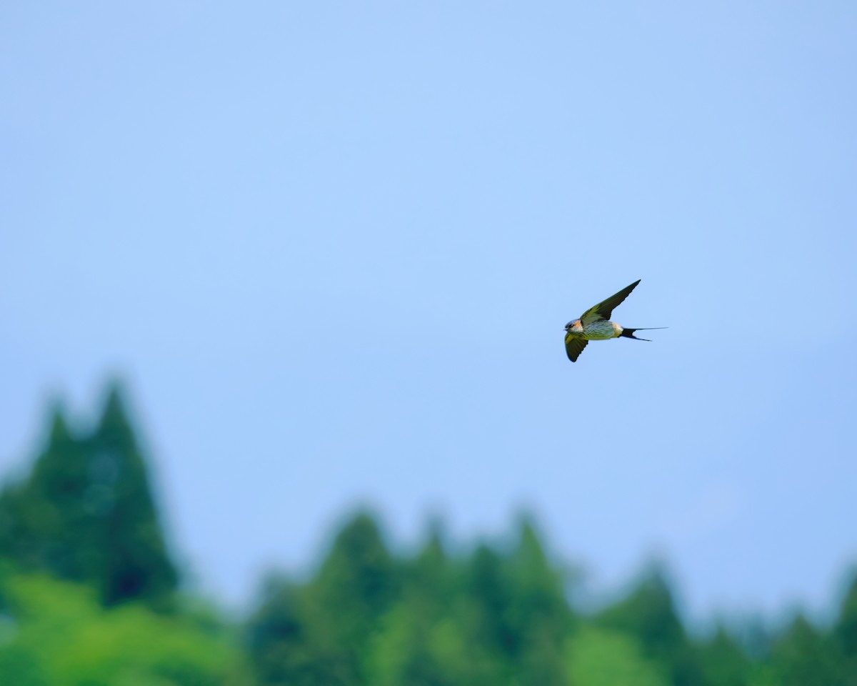 Barn Swallow - ML620476354