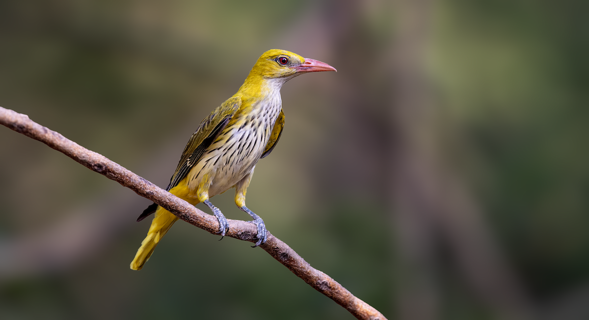 Indian Golden Oriole - ML620476356