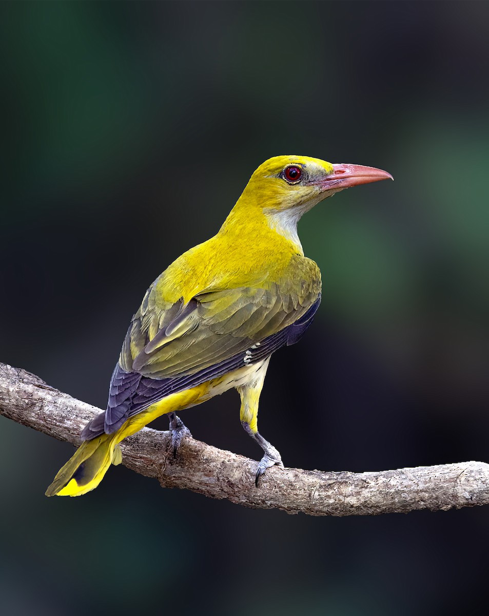 Indian Golden Oriole - ML620476357