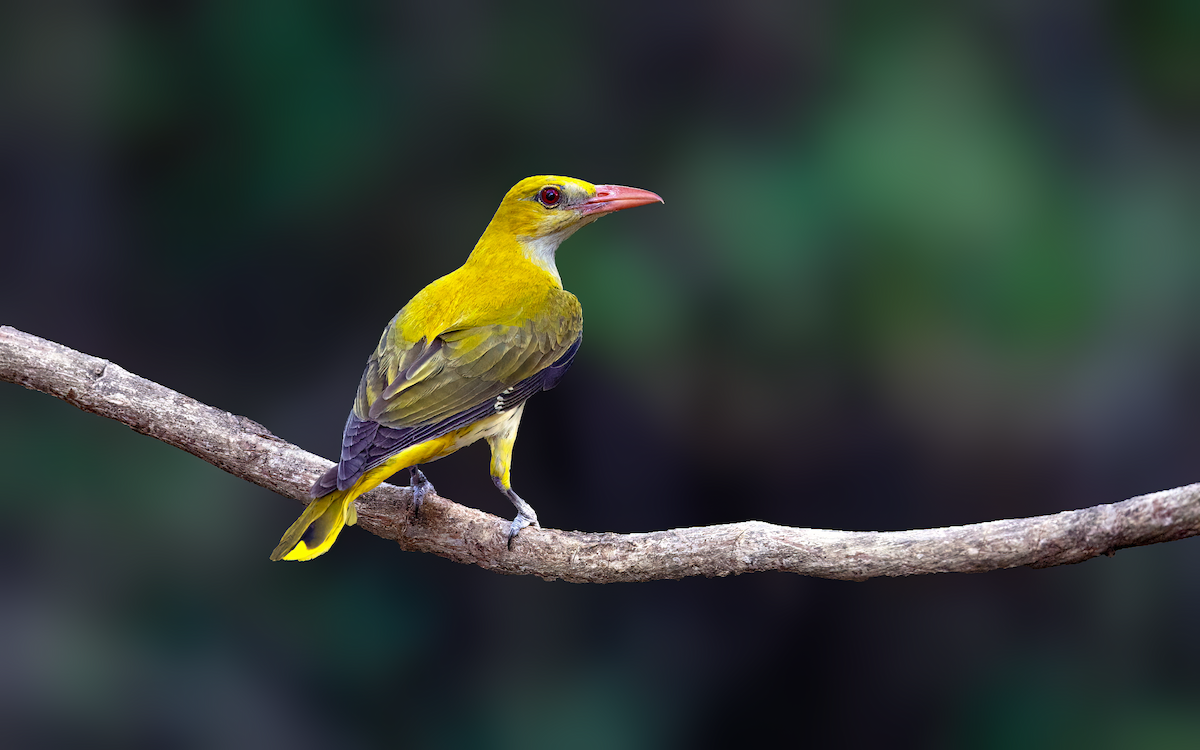 Indian Golden Oriole - ML620476358