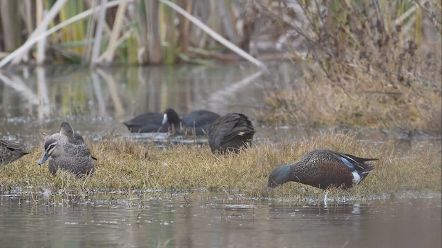 Australasian Shoveler - ML620476362